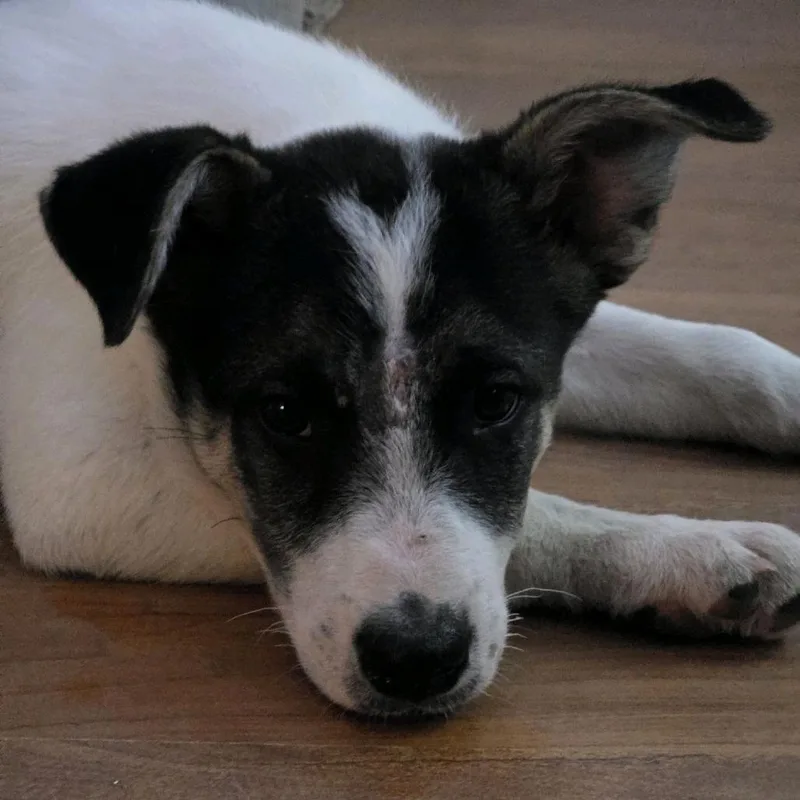 A baby medium-sized male Brown / Chocolate Husky dog named Diego for adoption in Kansas City, MO