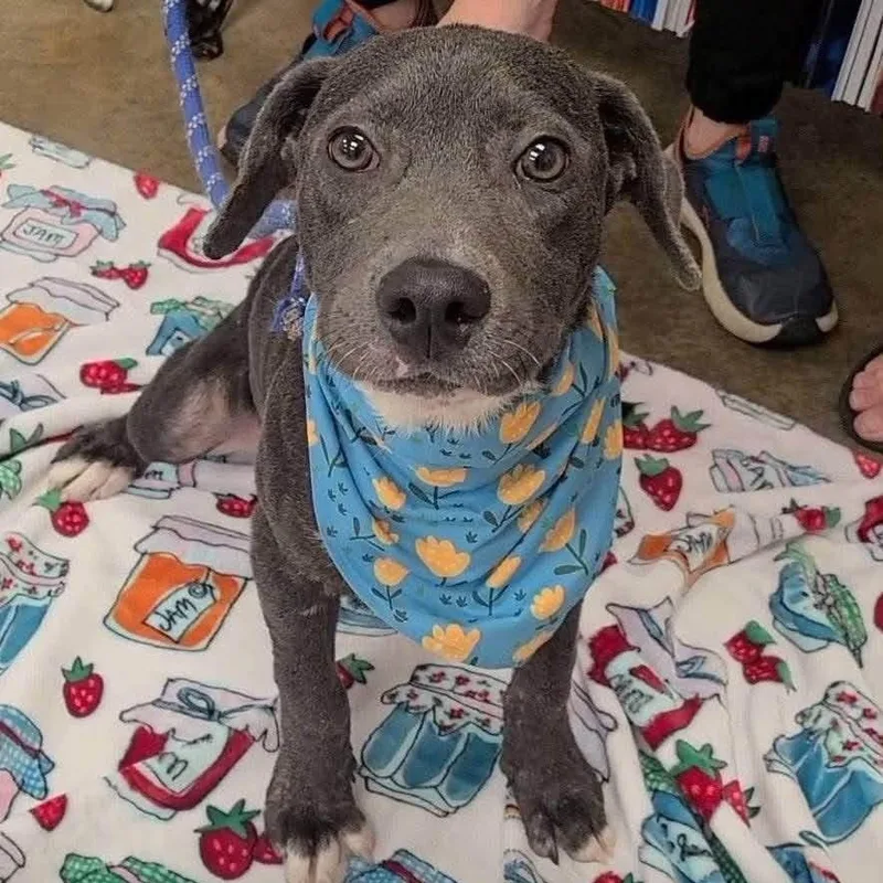 A baby medium-sized male Gray / Blue / Silver Pit Bull Terrier dog named Spike for adoption in Newfoundland, NJ