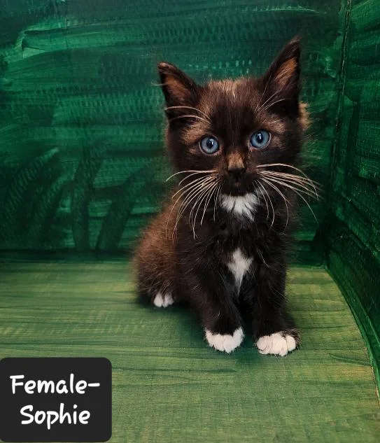 A baby small-sized female American Shorthair cat named Sophie for adoption in Heyburn, ID