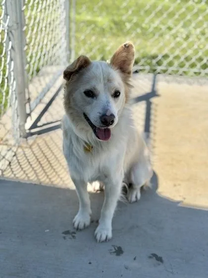An adult medium-sized male Mixed Breed dog named Waffles for adoption in Aberdeen, SD