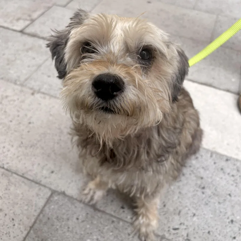 A senior medium-sized female Gray / Blue / Silver Schnoodle dog named Daffodil for adoption in Brooklyn, NY