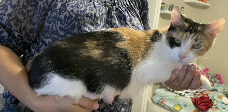 An adult medium-sized female Domestic Short Hair cat named Momo for adoption in Pineville, LA