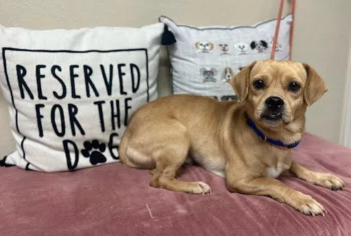 An adult small-sized male Pug dog named Mugsy for adoption in Marshall, TX