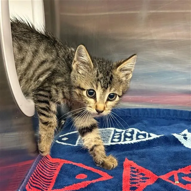 A baby small-sized male Domestic Short Hair cat named Chipotle for adoption in Conroe, TX