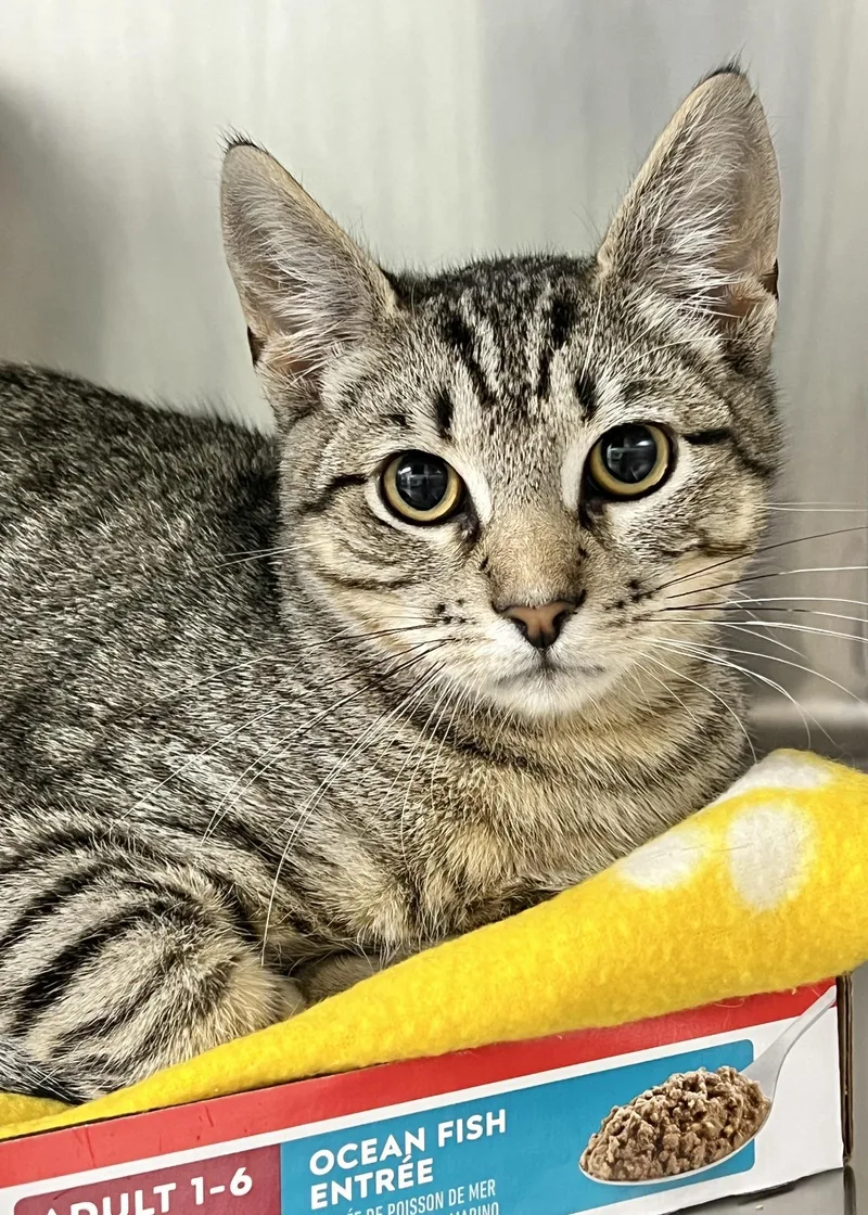 A baby medium-sized male Domestic Short Hair cat named Teddy Ruxpin for adoption in Dublin, CA