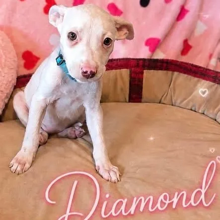 A baby medium-sized female White / Cream Australian Shepherd dog named Diamond for adoption in Brewton, AL