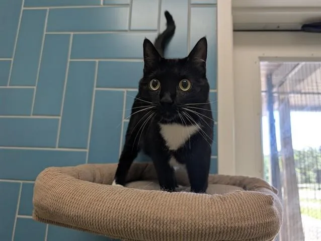 A young small-sized male Domestic Short Hair cat named Tiger for adoption in Garland, TX