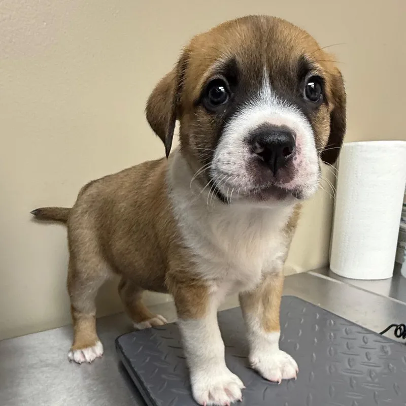 A baby small-sized male Brown / Chocolate Mastiff dog named Wazowski for adoption in Birmingham, AL