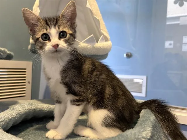 A baby small-sized female Domestic Short Hair cat named Callisto for adoption in Santa Clara, CA