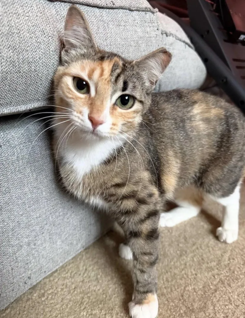 A baby medium-sized female Domestic Short Hair cat named Maia for adoption in Philadelphia, PA