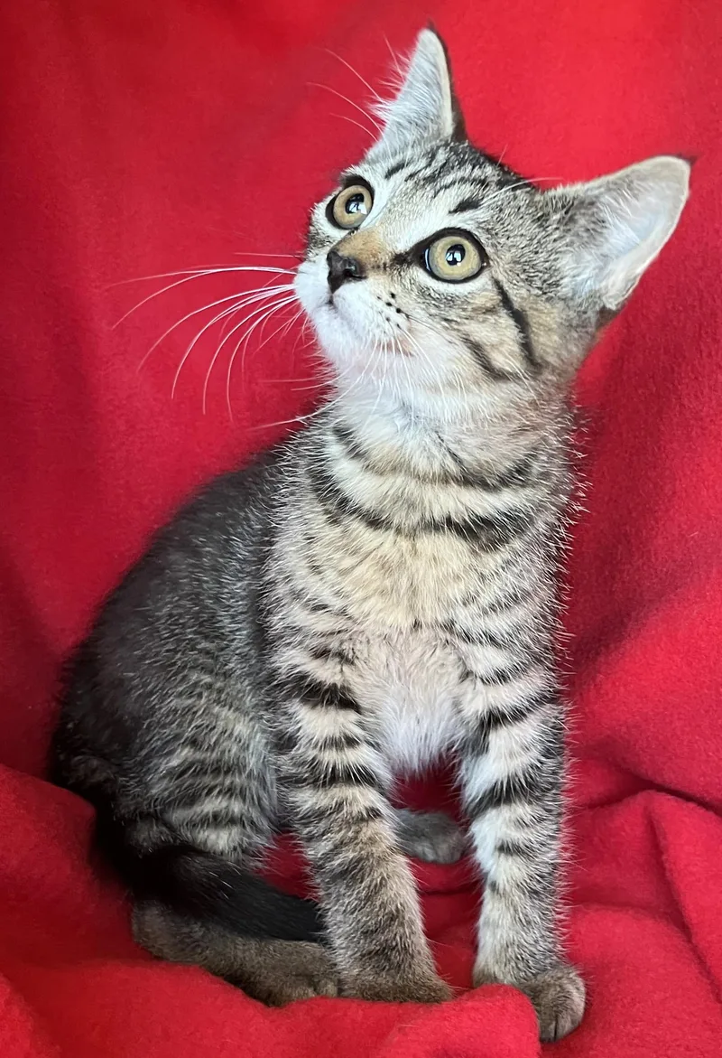 Willow
