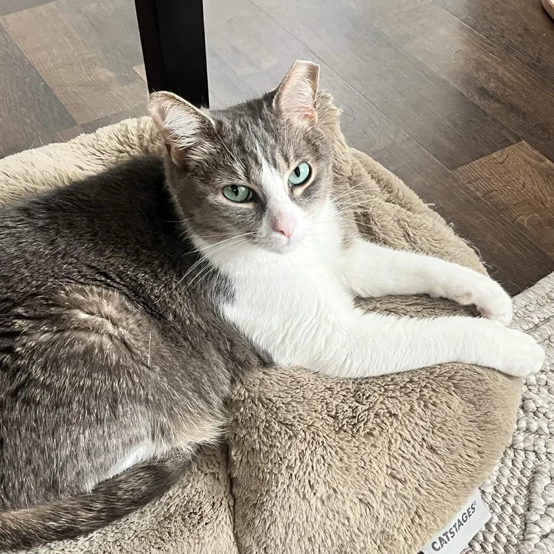 An adult medium-sized female Tabby (Gray / Blue / Silver) Domestic Short Hair cat named Mixi for adoption in Weehawken, NJ