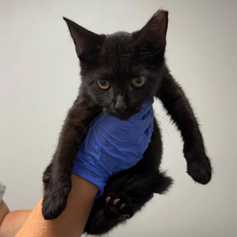 A baby small-sized female Black Domestic Short Hair cat named Cranberry for adoption in Concord, NC