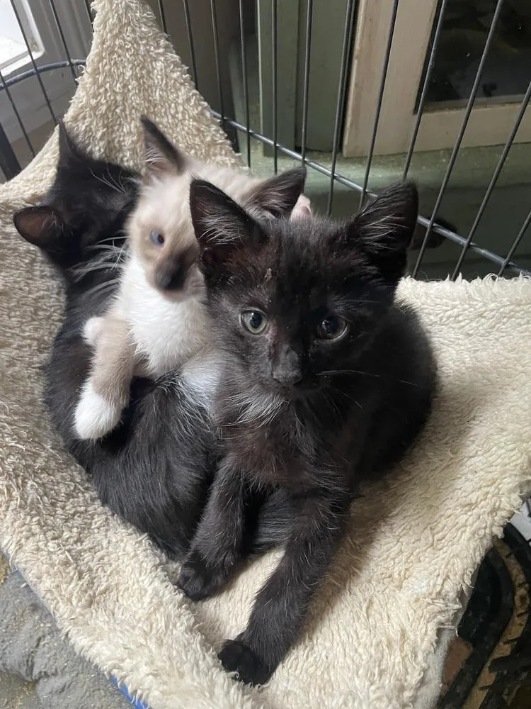 A baby small-sized female Black & White / Tuxedo Domestic Short Hair cat named Emerie for adoption in Newnan, GA