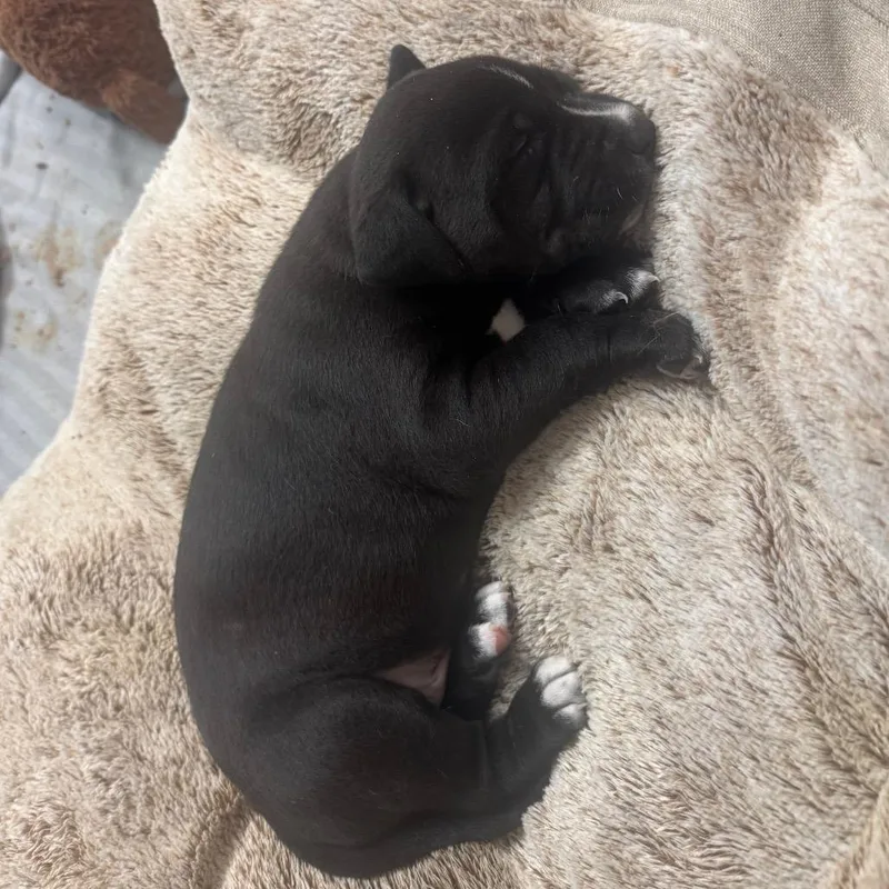A baby small-sized male Black Pit Bull Terrier dog named Nonna Rosa Pup for adoption in Austin, TX