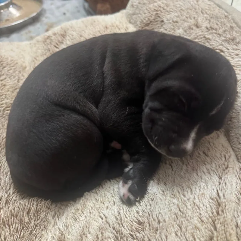 Nonna Rosa Pup thumbnail 2