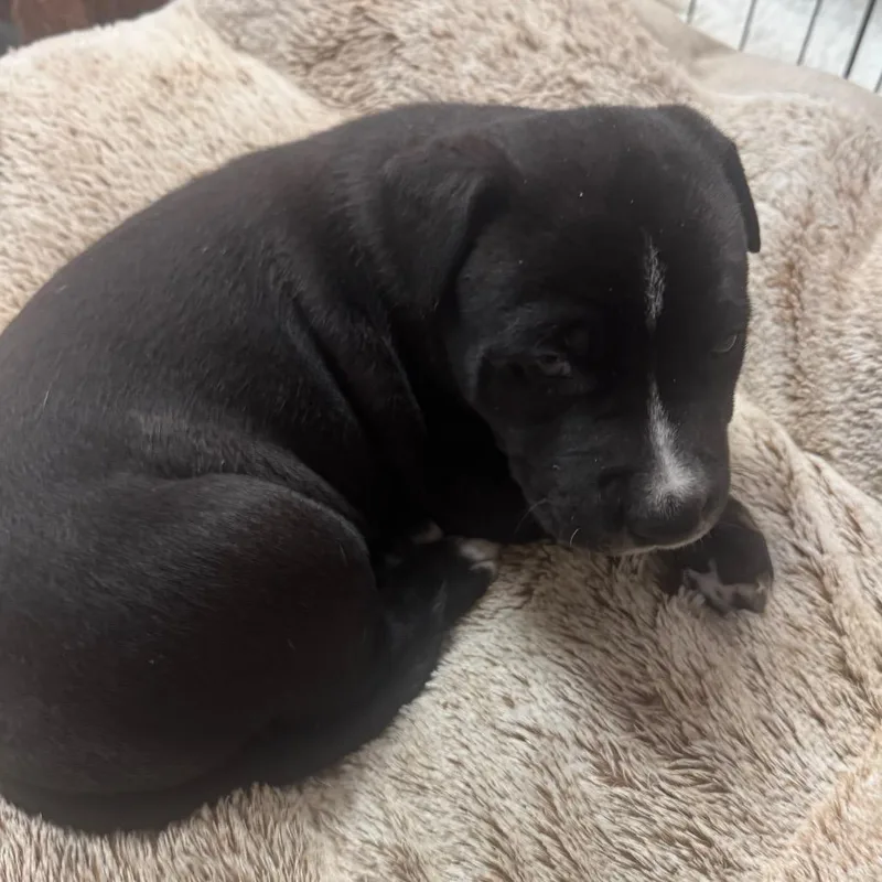 Nonna Rosa Pup thumbnail 3