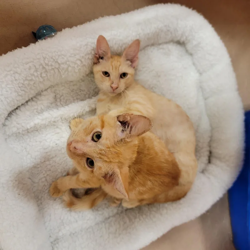 A young medium-sized male Domestic Short Hair cat named Spanky for adoption in Boynton Beach, FL