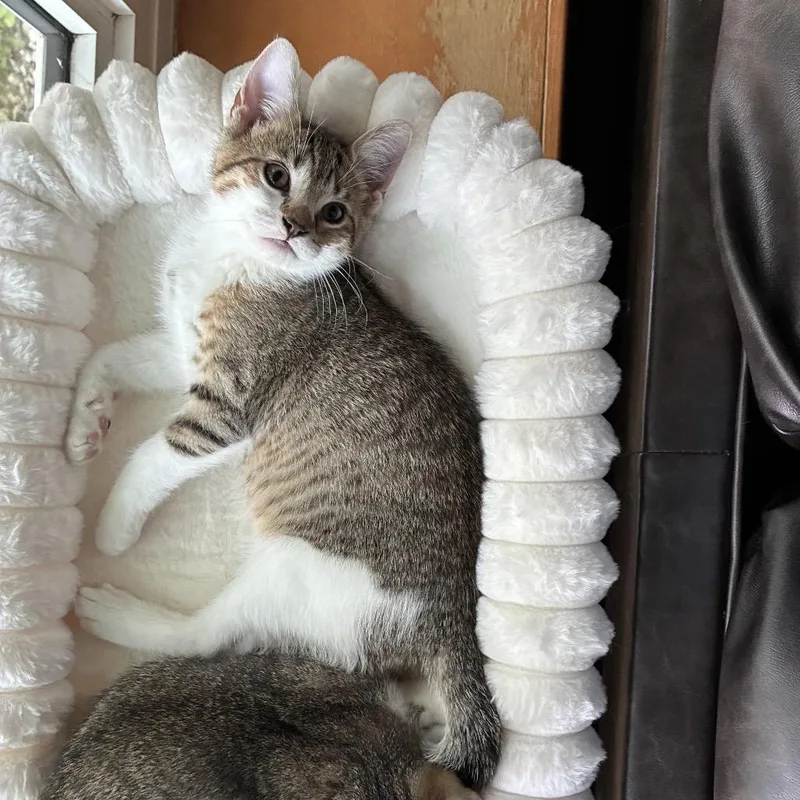 A baby small-sized male Brown / Chocolate Domestic Short Hair cat named Gary Zig for adoption in Mondovi, WI