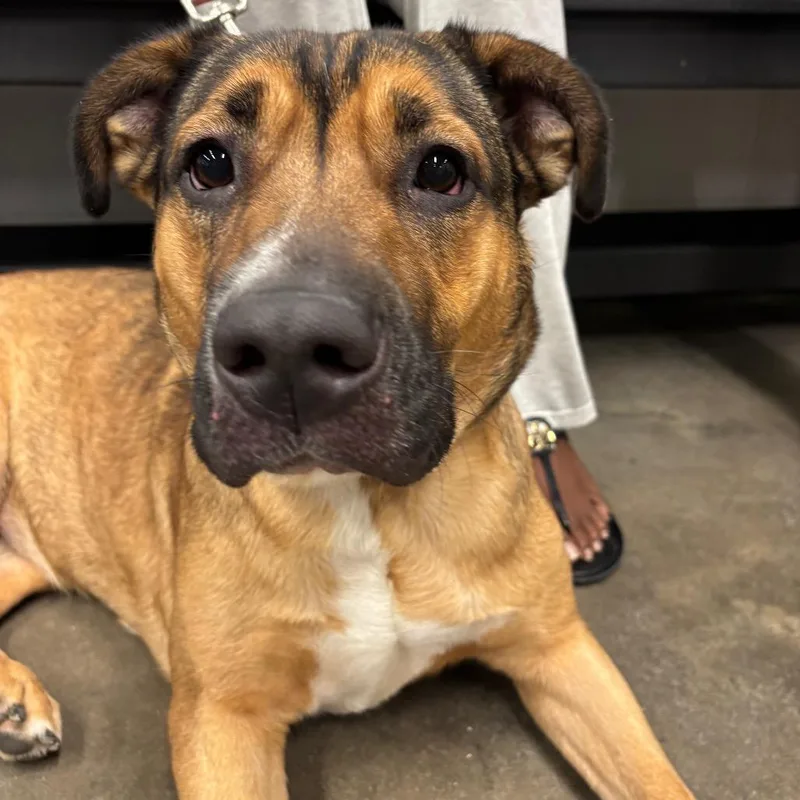 An adult large-sized female German Shepherd Dog dog named Kora for adoption in Tampa, FL