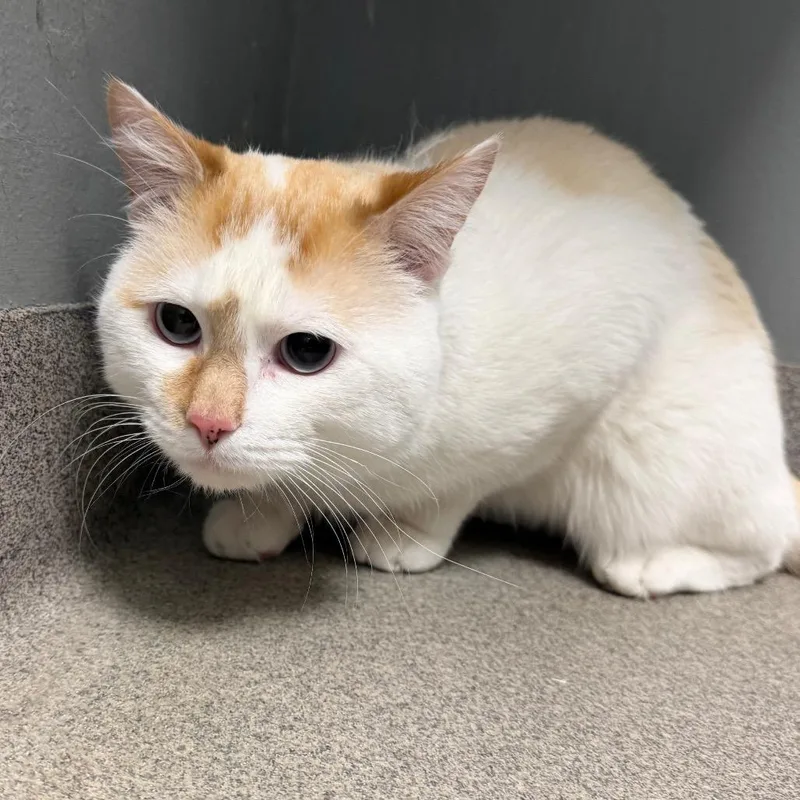 Purrlock Holmes thumbnail 3