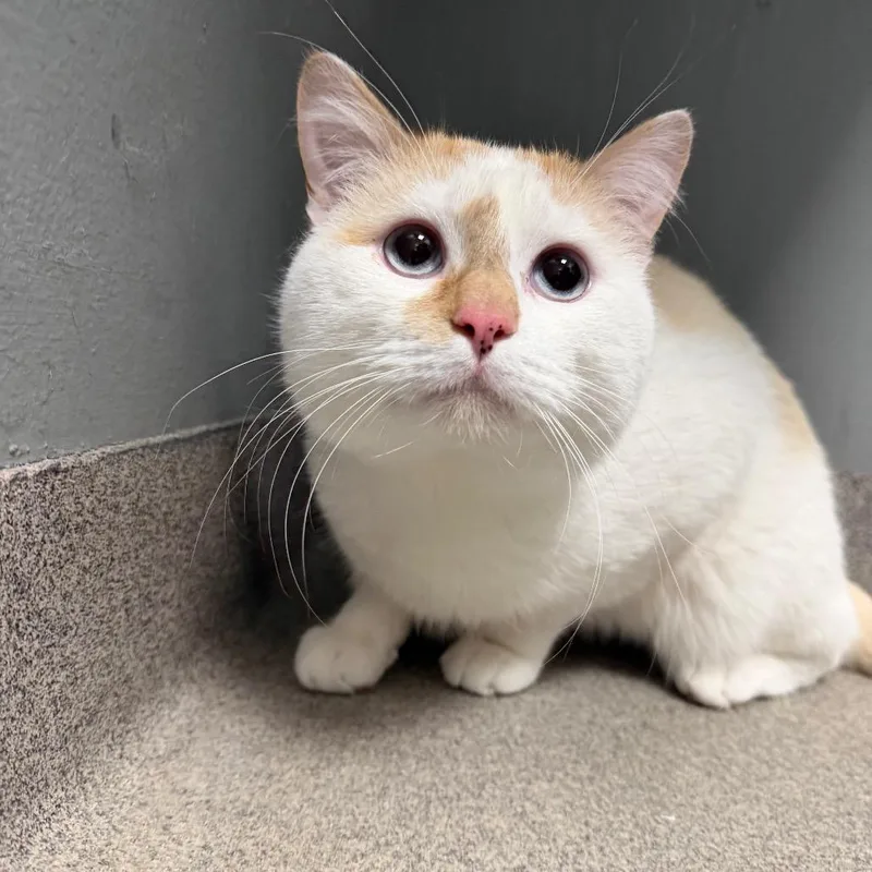 Purrlock Holmes thumbnail 4