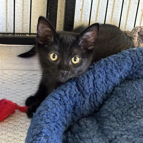 A baby small-sized male Black Domestic Short Hair cat named Navy for adoption in Hawthorne, CA