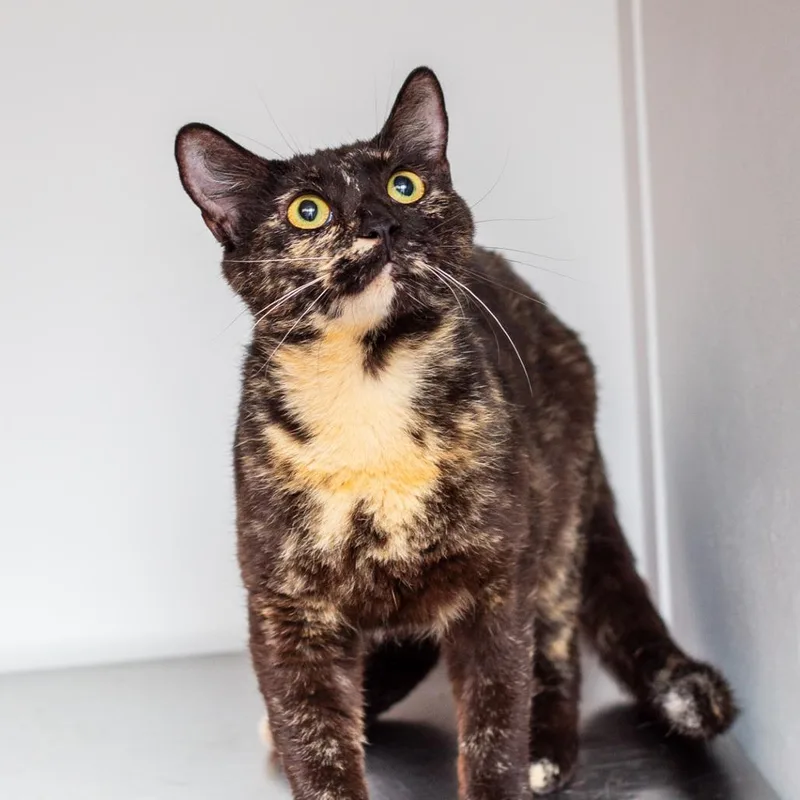 An adult medium-sized female Black Domestic Short Hair cat named Jenga for adoption in Hattiesburg, MS