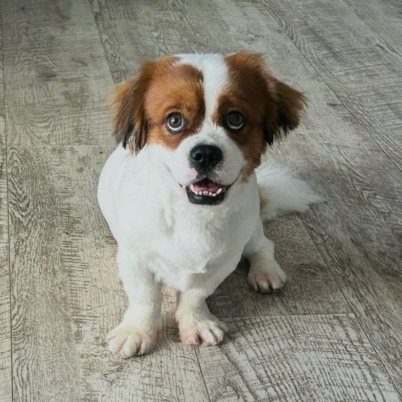 Bruno