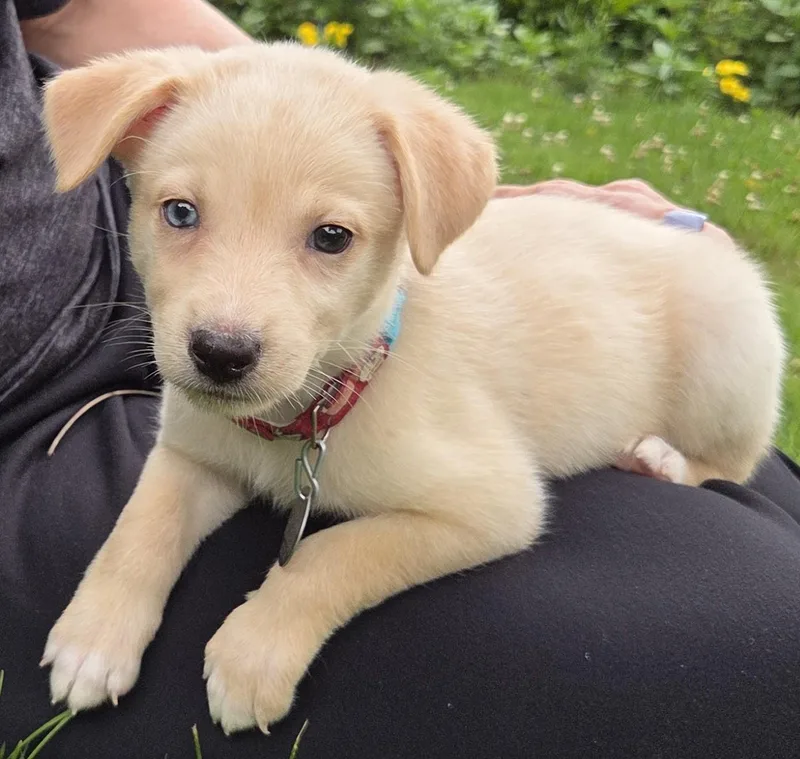 A baby medium-sized female White / Cream American Eskimo Dog dog named Froyo for adoption in Saint Paul, MN