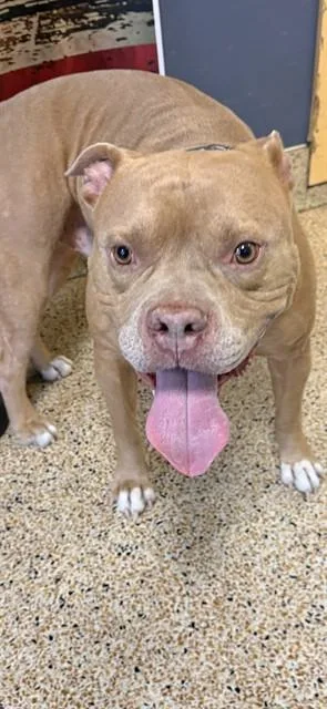 A young large-sized male American Bulldog dog named Amos for adoption in Miami, FL