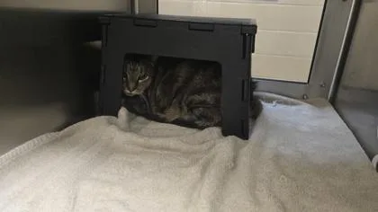 An adult large-sized male Buff / Tan / Fawn Domestic Short Hair cat named Shyguy for adoption in Wichita, KS