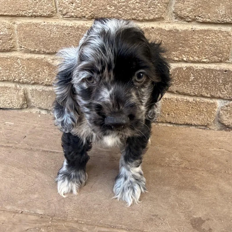 Walter