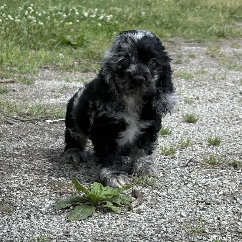 Walter thumbnail 2