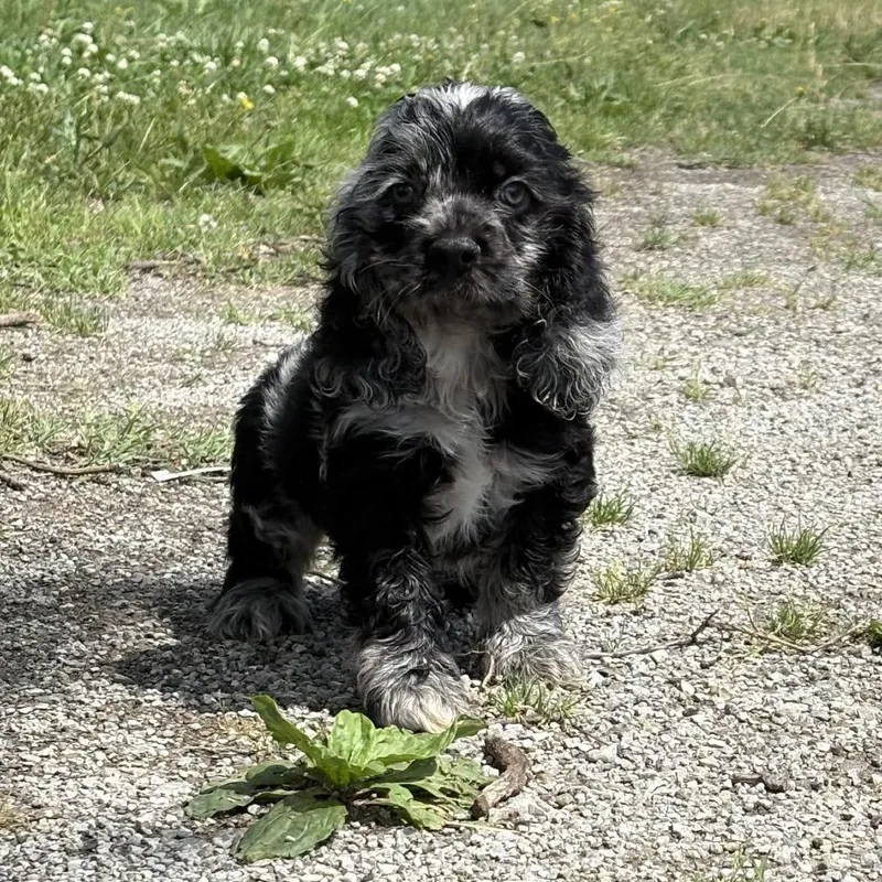 Walter thumbnail 3