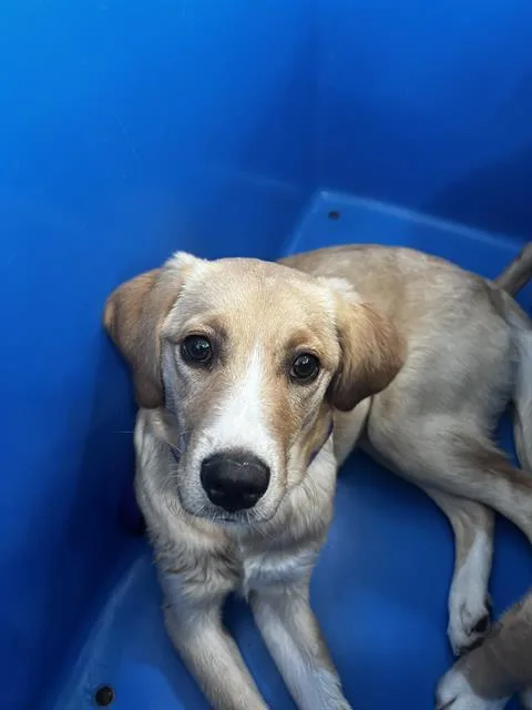 A young medium-sized female Mixed Breed dog named Mirabel for adoption in Dallas, TX