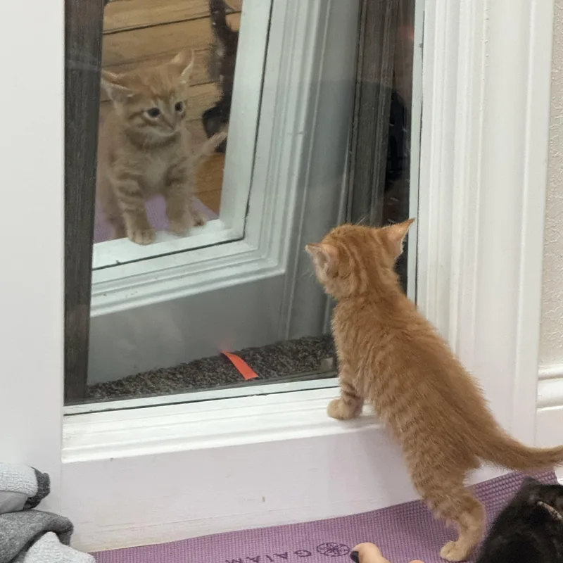A baby medium-sized male American Shorthair cat named Twix for adoption in Port Washington, WI
