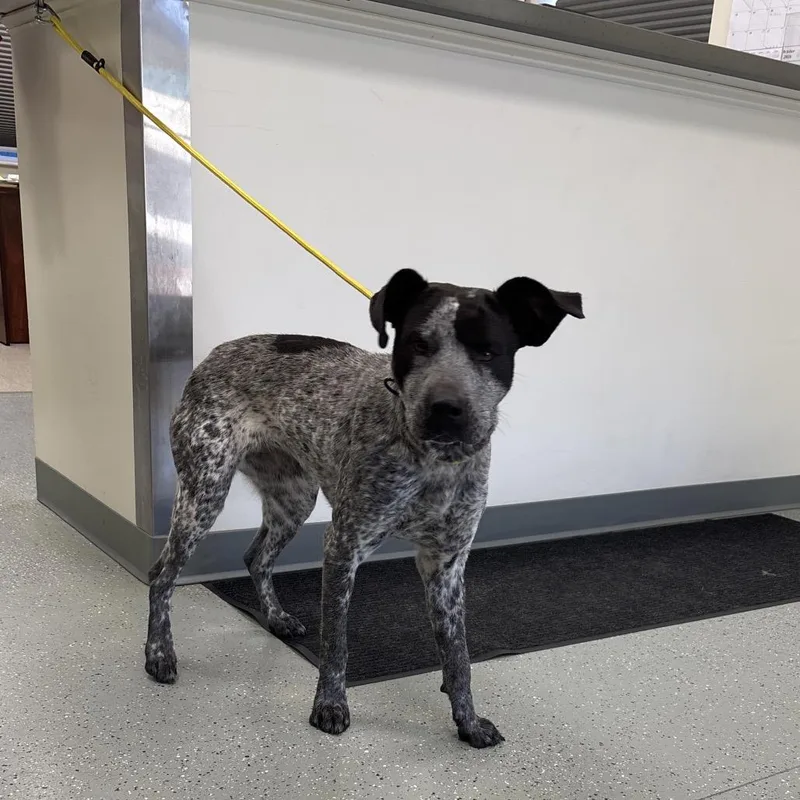 An adult medium-sized female Bluetick Coonhound dog named Cali Mex for adoption in Galax, VA