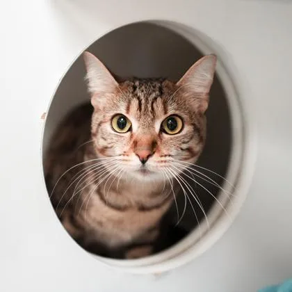 An adult small-sized female Brown / Chocolate Domestic Short Hair cat named Dora for adoption in Atlanta, GA
