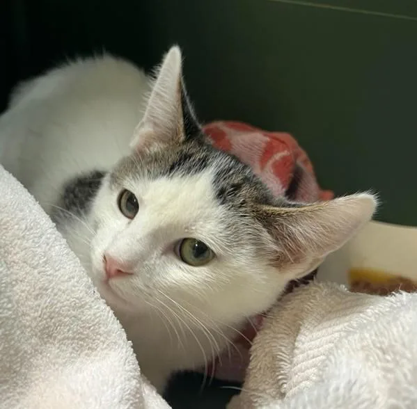 A baby small-sized male Domestic Short Hair cat named June for adoption in San Diego, CA