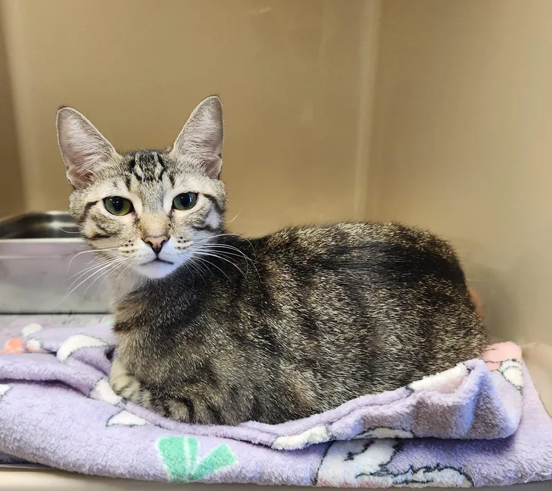 A young medium-sized female Tabby (Brown / Chocolate) Domestic Short Hair cat named Ginny for adoption in Clayton, NJ