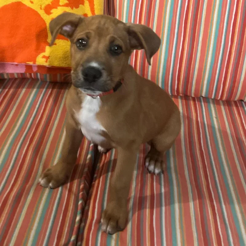 A baby medium-sized male Tricolor (Brown, Black, & White) Mixed Breed dog named Buddy for adoption in Redlands, CA