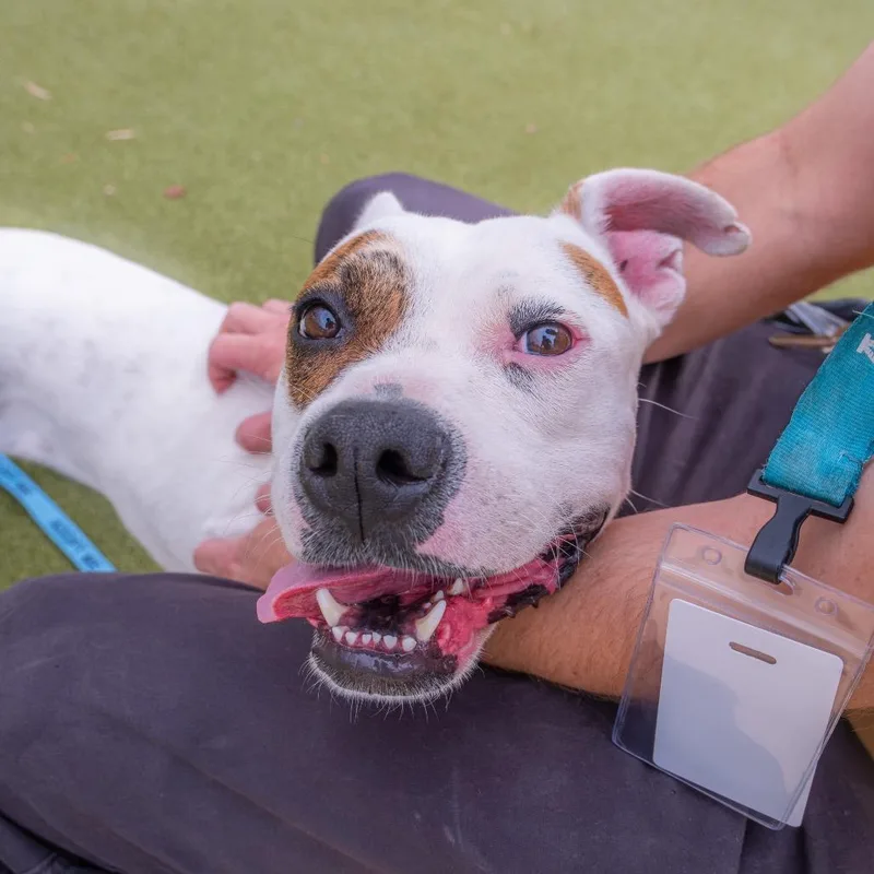 An adult medium-sized male White / Cream Pit Bull Terrier dog named Rocket for adoption in Albuquerque, NM