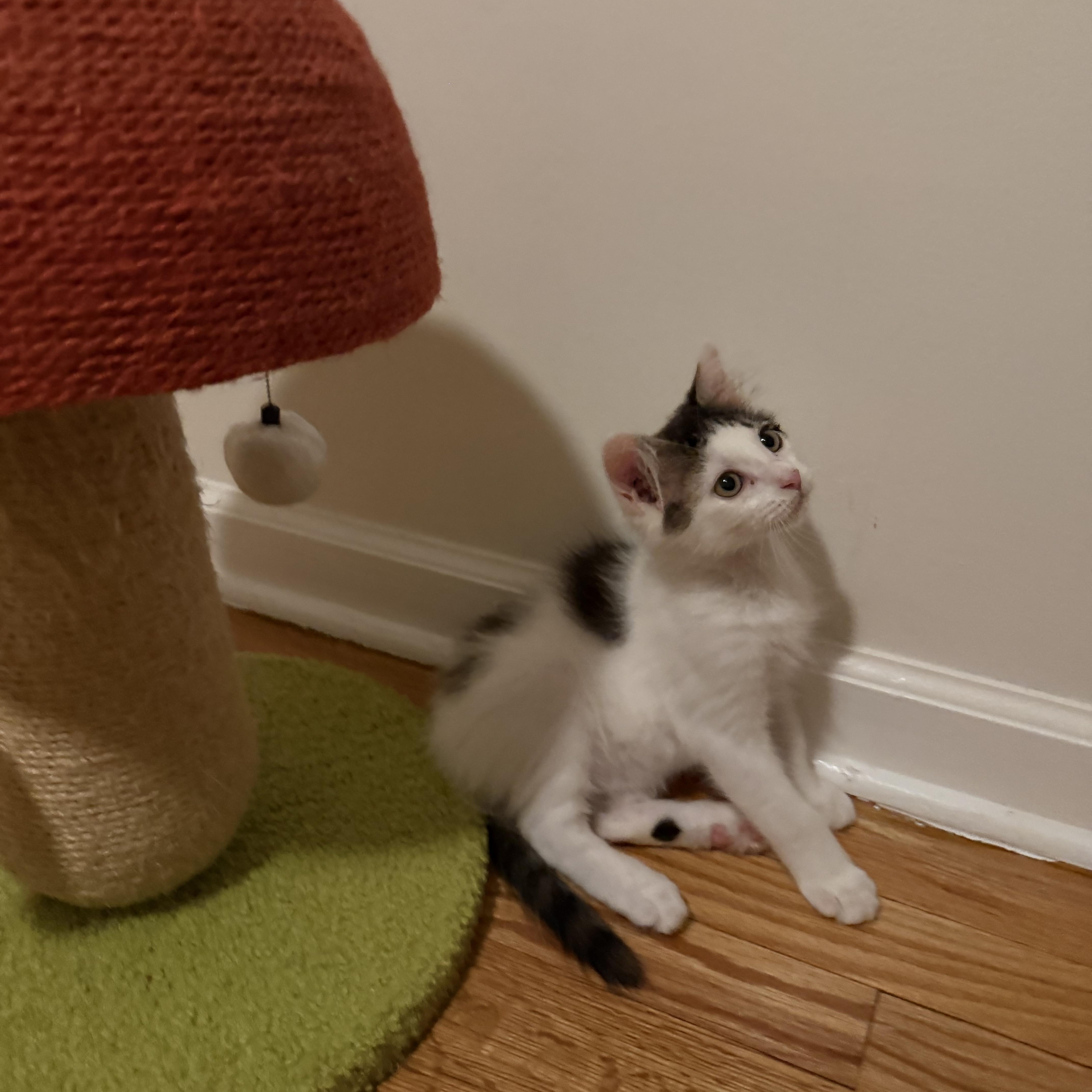 A baby large-sized male White Domestic Long Hair cat named Truffle for adoption in Seneca, SC