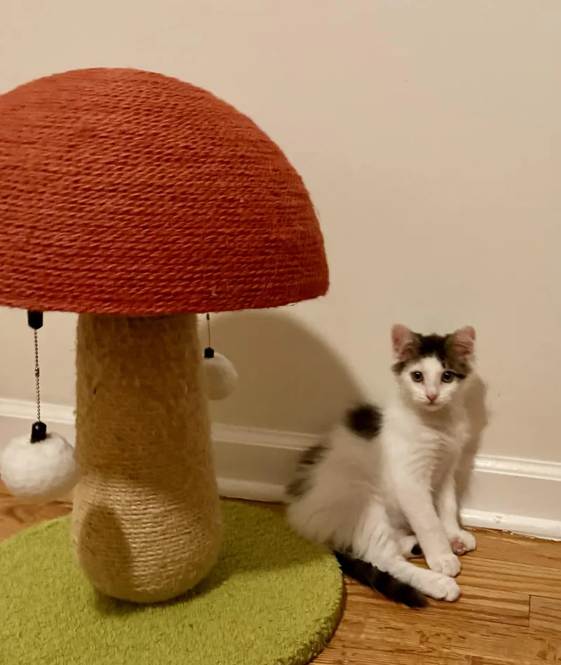 Truffle thumbnail 3