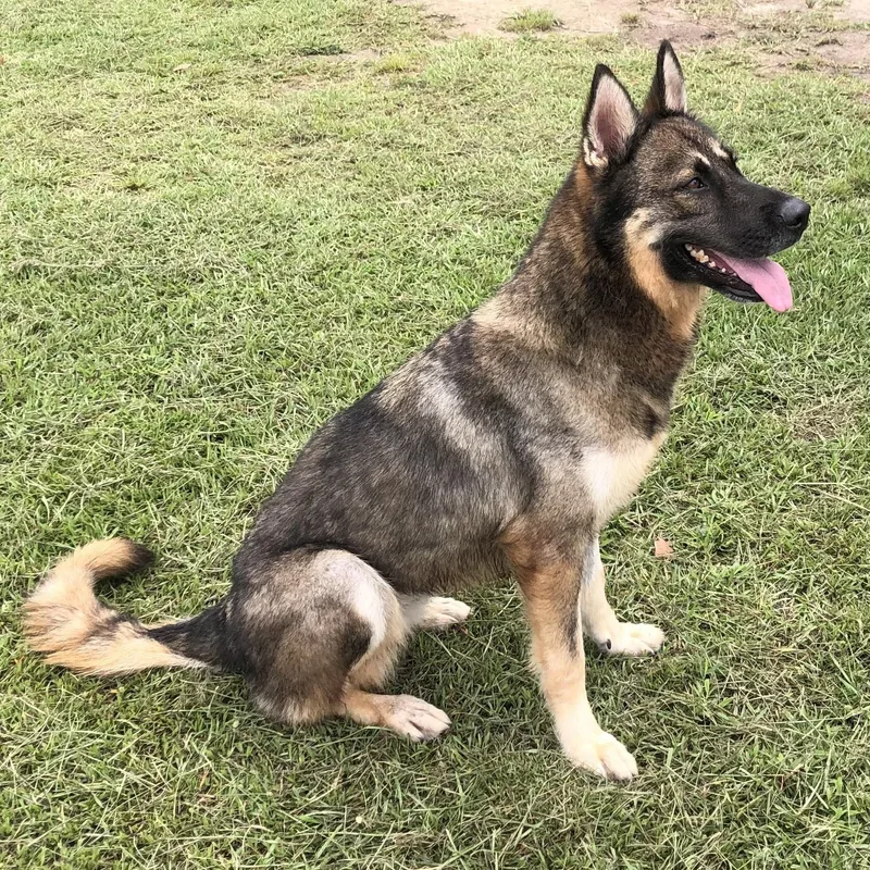 An adult large-sized female German Shepherd Dog dog named Laura for adoption in Magnolia Springs, AL
