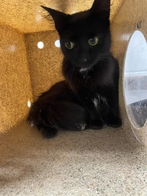 An adult medium-sized female Domestic Medium Hair cat named Violet for adoption in Tallahassee, FL