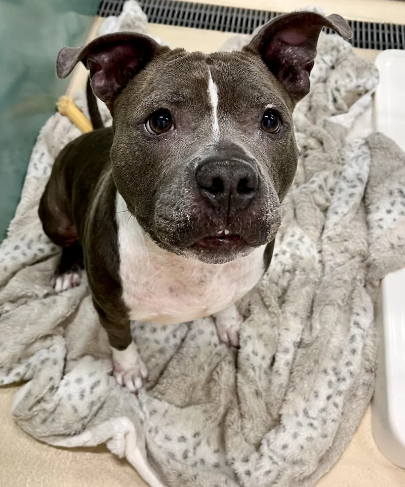 Mrs. Merritt thumbnail 3