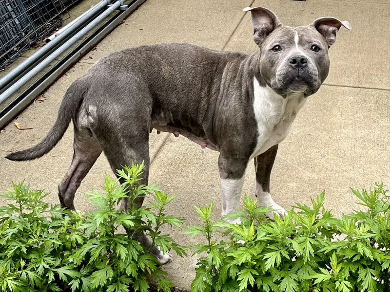 Mrs. Merritt thumbnail 4