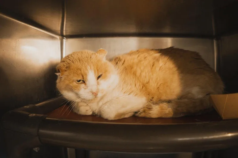 An adult medium-sized male Orange & White Domestic Short Hair cat named Muffin Man for adoption in Herndon, VA